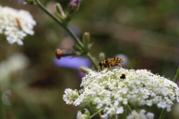 Bee collects nectar on white flowers in summer