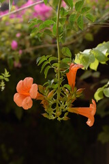 Orange trumpet vine creeper OR Orange jubilee(orange bells) OR tacoma alata ,native region is Argentina but found in many countries
