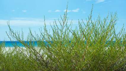 Sea view across the dunes. Tall green grass in the foreground. White sand. Turquoise sea. Blue sky. Horizontal background.