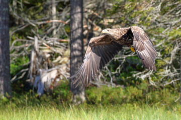 white-tailed eagle