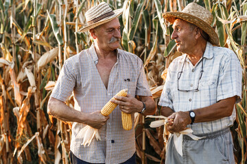 Portrait of two senior farmers. They standing in front of the corn field.	
