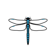 Dragonfly logo symbol icon sign, blue color. An illustration of a dragonfly, isolated, blue colored, with simple transparent wings, outlined.
