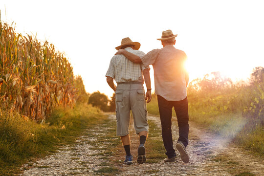 Two old friends.Two senior friends walks trough corn field on sunset.	
