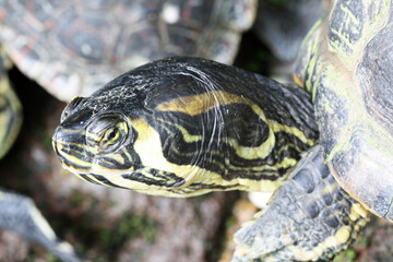 Gelbwangen-Schmuckschildkroete