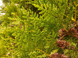 Beautiful and soft evergreen thuja twigs close-up.
