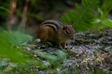 Eastern Chipmunks