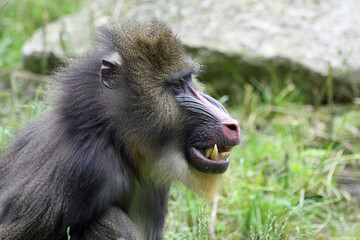 Mandrill
