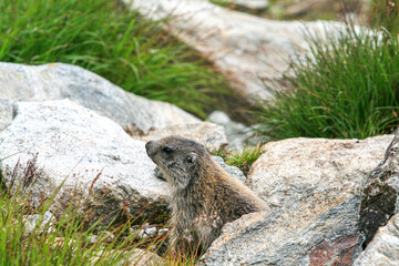 Naklejka na ściany i meble Alpenmurmeltier (Marmota marmota), Südtirol, Italien