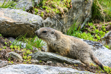 Alpenmurmeltier (Marmota marmota), Südtirol, Italien