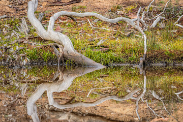 Curvy dead tree reflected in a pond