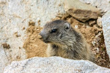Alpenmurmeltier (Marmota marmota), Südtirol, Italien