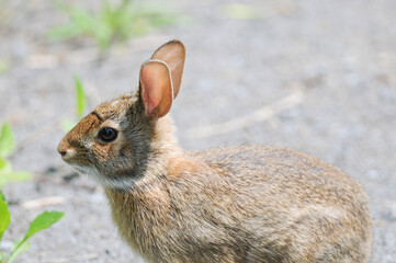 Eastern Cottontail Rabbit