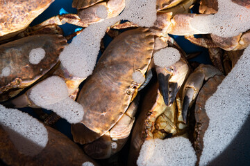 Fresh live crabs in a water basin.