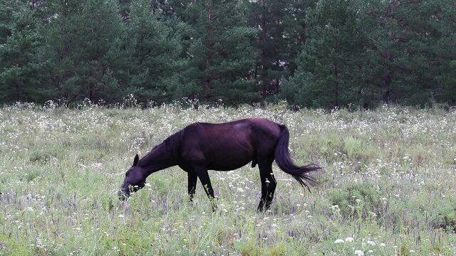 A young dark-colored stallion eats grass in a flowering meadow at the edge of a pine forest. Summer nature photos.