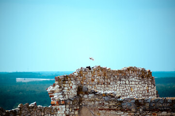 Biały samotny gołąb przelatujący nad starymi murami zamku z błękitnym niebem w tle