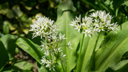 Wild garlic (Allium ursinum) or ramsons white fragrant very small flowers. Buckrams broad-leaved garlic or bear's garlic on green background. Natural concept of spring. Selective close-up focus