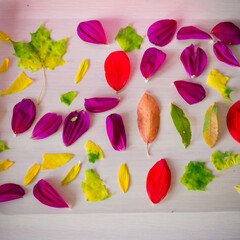 the herbarium of colorful leaves and flowers