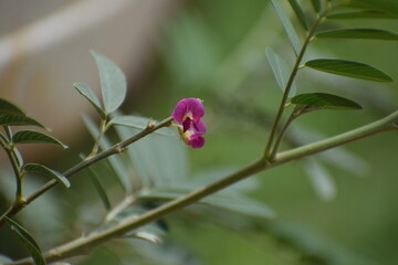Panicled Tick Trefoil (Desmodium paniculatum) Bean family (Fabaceae). 