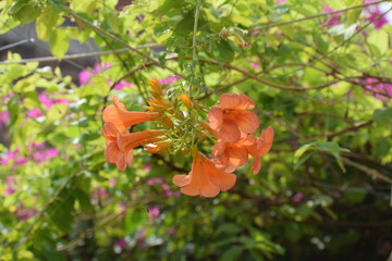 Orange trumpet vine creeper OR Orange jubilee(orange bells) OR tacoma alata ,native region is Argentina but found in many countries