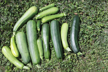 Ripe green zucchini on the grass
