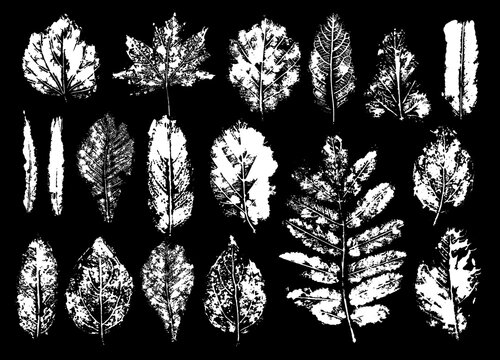 Set leaf plant print monotype in isolated white background. Botanical nature paint.