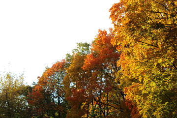 Fototapeta na wymiar Autumn landscape. The autumn woods. Yellow leaves on the trees.