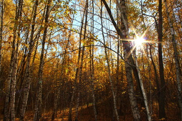 Obraz premium Autumn landscape. The autumn woods. Yellow leaves on the trees.