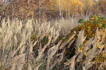 Dry ears on the ground. Dry wheat Macrophotography