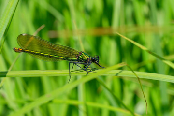 Naklejka premium Gebänderte Prachtlibelle (Zygoptera), Hamburg, Deutschland