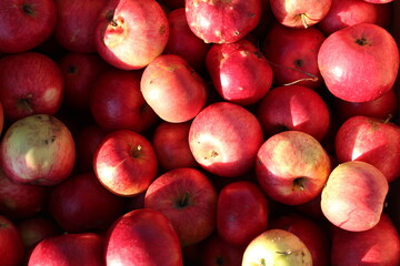 Ripe red apples are in the box. Harvested natural farm apples. Natural eco-friendly fruits