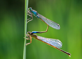 Pärchen von Kleinlibellen (Zygoptera), Hamburg, Deutschland