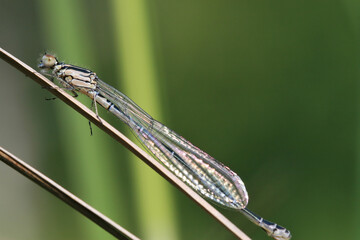 Gebänderte Prachtlibelle (Zygoptera), Hamburg, Deutschland