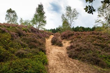 Impressions from the Fischbeker Heide near Hamburg