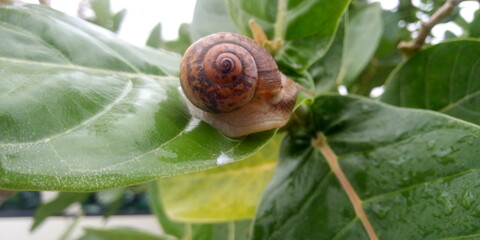snail on a leaf