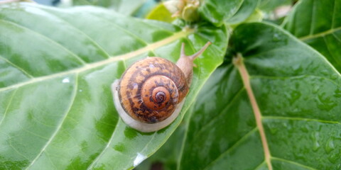 snail on a leaf