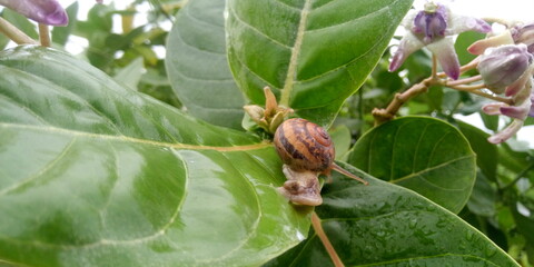 spider on a leaf