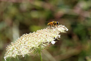 Bee collects nectar on white flowers in summer