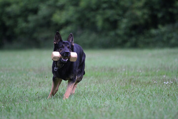 Hundesport - ein Deutscher Sch&auml;ferhund apportiert ein Holz