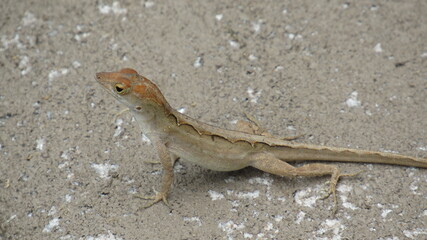 lizard on a stone