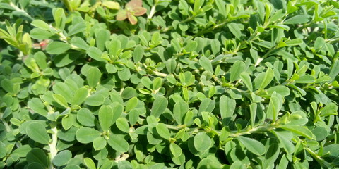 green grass background