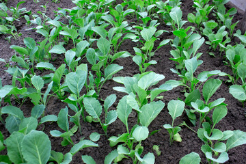 Beds of seedlings of early cabbage