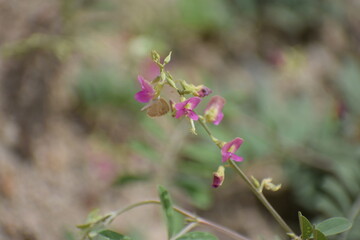 Panicled Tick Trefoil (Desmodium paniculatum) Bean family (Fabaceae). 