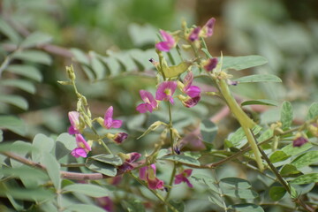 Panicled Tick Trefoil (Desmodium paniculatum) Bean family (Fabaceae). 