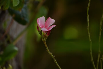 Nerium Oleander from family Apocynaceae found in south Asia Region 