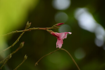 Nerium Oleander from family Apocynaceae found in south Asia Region 