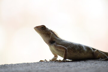 The Indian chameleon(Chamaeleo zeylanicus) is found in Sri Lanka, India, and other parts of South Asia. This species has a long tongue, feet that are shaped into bifid claspers, a prehensile tail.