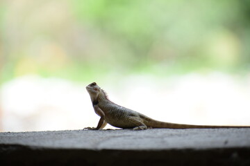 The Indian chameleon(Chamaeleo zeylanicus) is found in Sri Lanka, India, and other parts of South Asia. This species has a long tongue, feet that are shaped into bifid claspers, a prehensile tail.