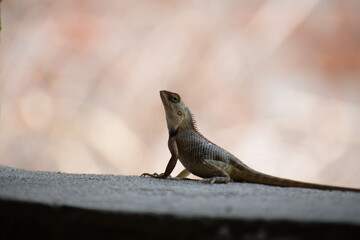 The Indian chameleon(Chamaeleo zeylanicus) is found in Sri Lanka, India, and other parts of South Asia. This species has a long tongue, feet that are shaped into bifid claspers, a prehensile tail.