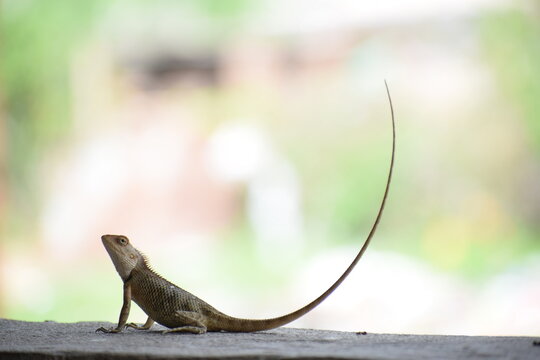 The Indian chameleon(Chamaeleo zeylanicus) is found in Sri Lanka, India, and other parts of South Asia. This species has a long tongue, feet that are shaped into bifid claspers, a prehensile tail.