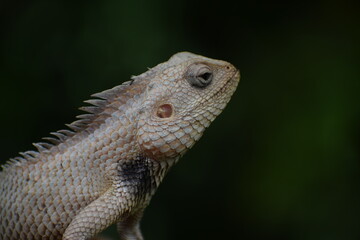 The Indian chameleon(Chamaeleo zeylanicus) is found in Sri Lanka, India, and other parts of South Asia. This species has a long tongue, feet that are shaped into bifid claspers, a prehensile tail.